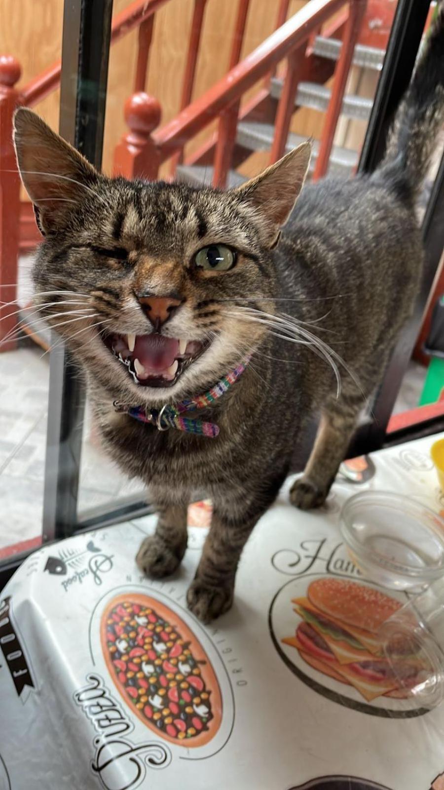 纳塔列斯港Posada De Los Gatos住宿加早餐旅馆 外观 照片